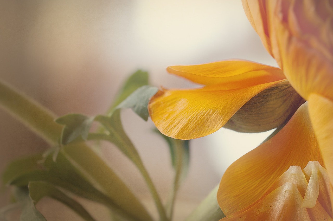 ranunculus blossom bloom free photo