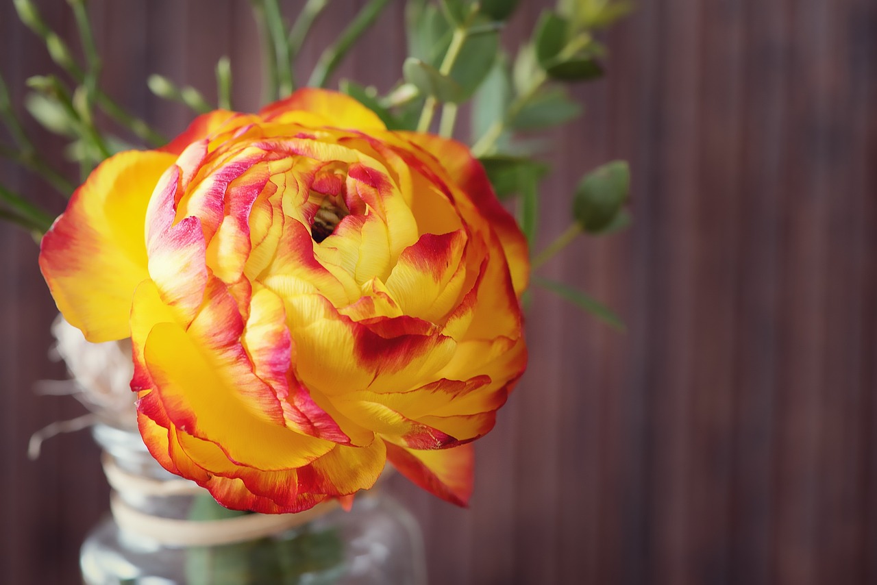 ranunculus flower blossom free photo