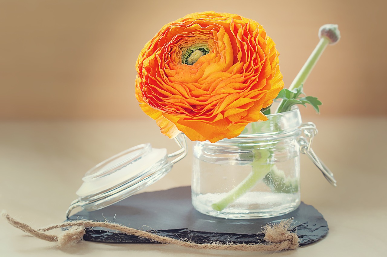 ranunculus flower petals free photo