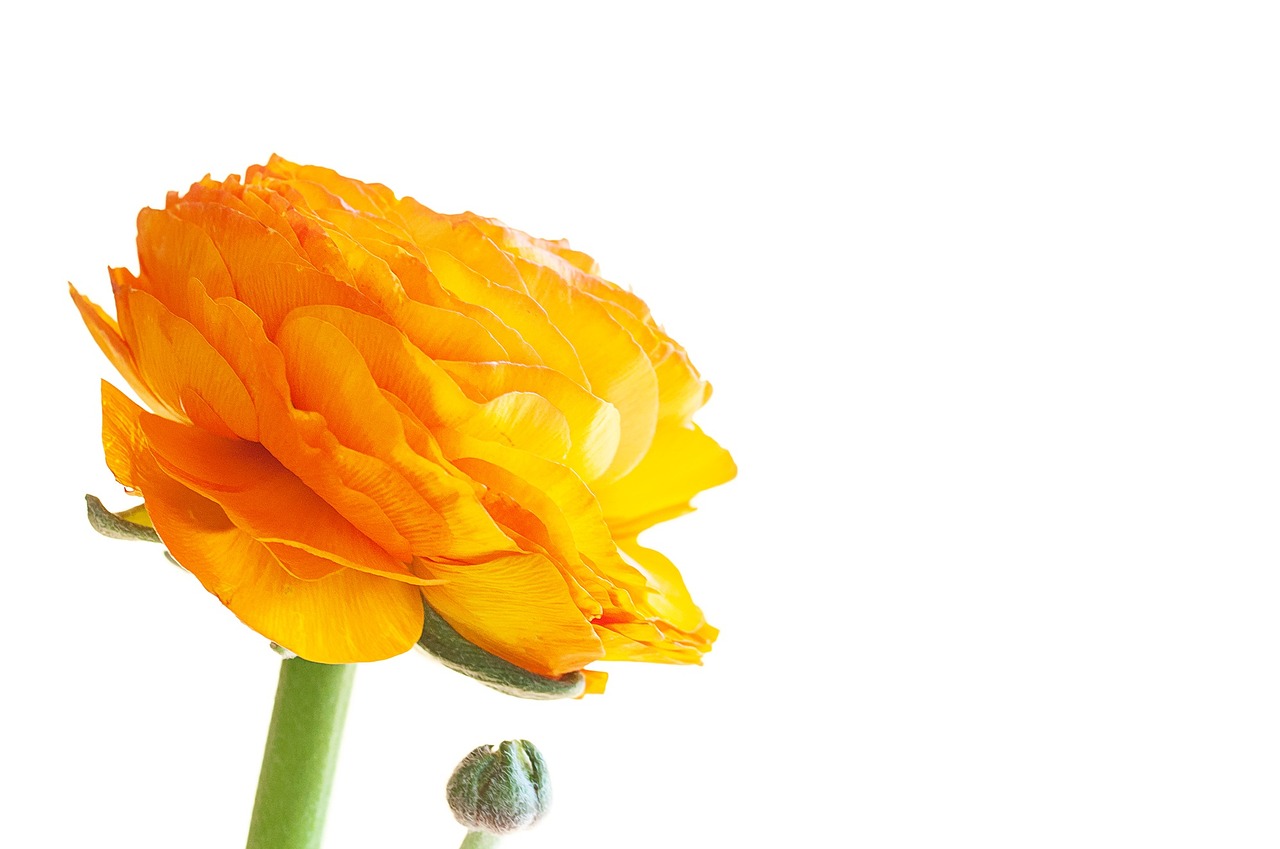 ranunculus flower blossom free photo