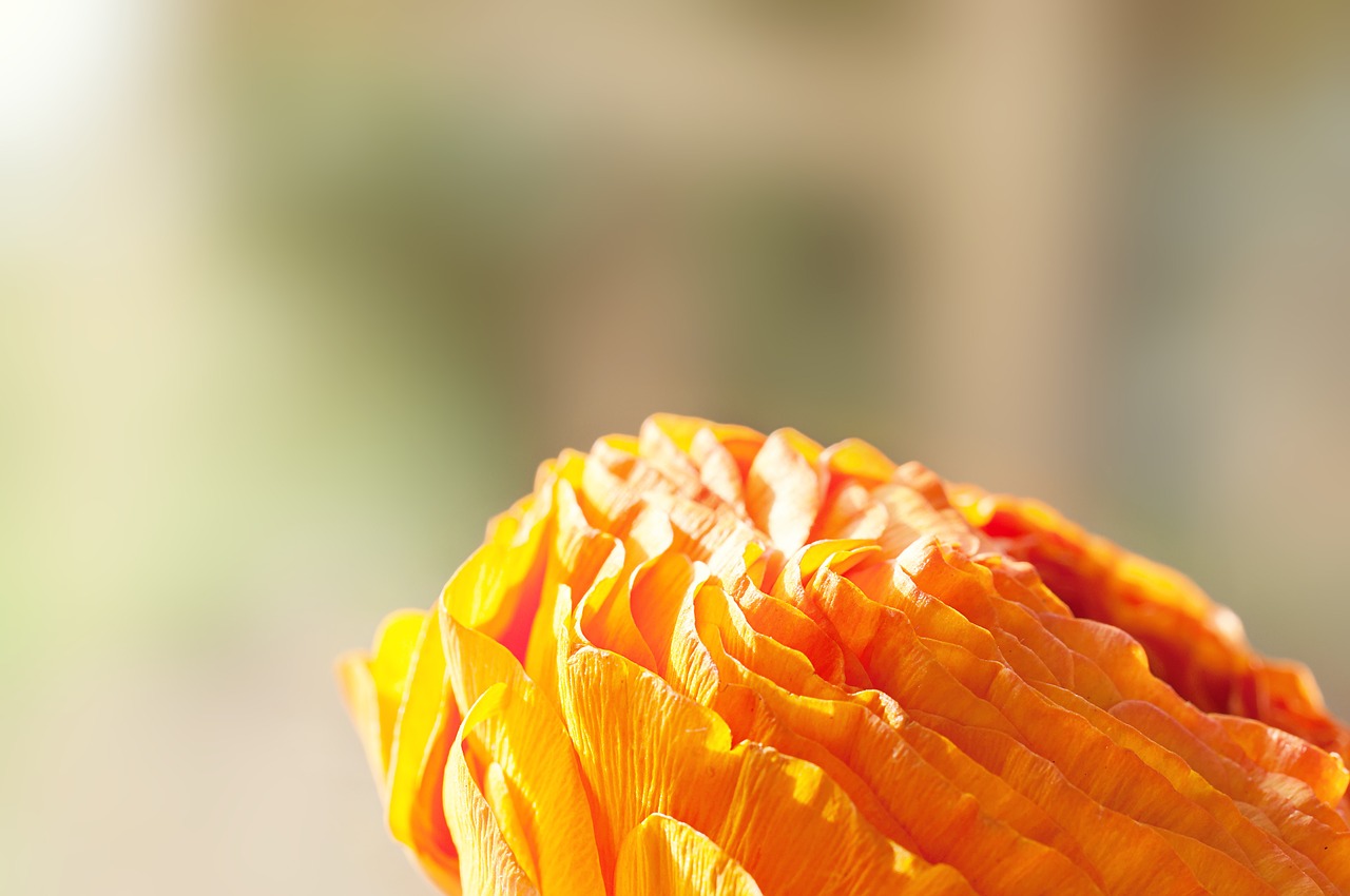 ranunculus flower blossom free photo