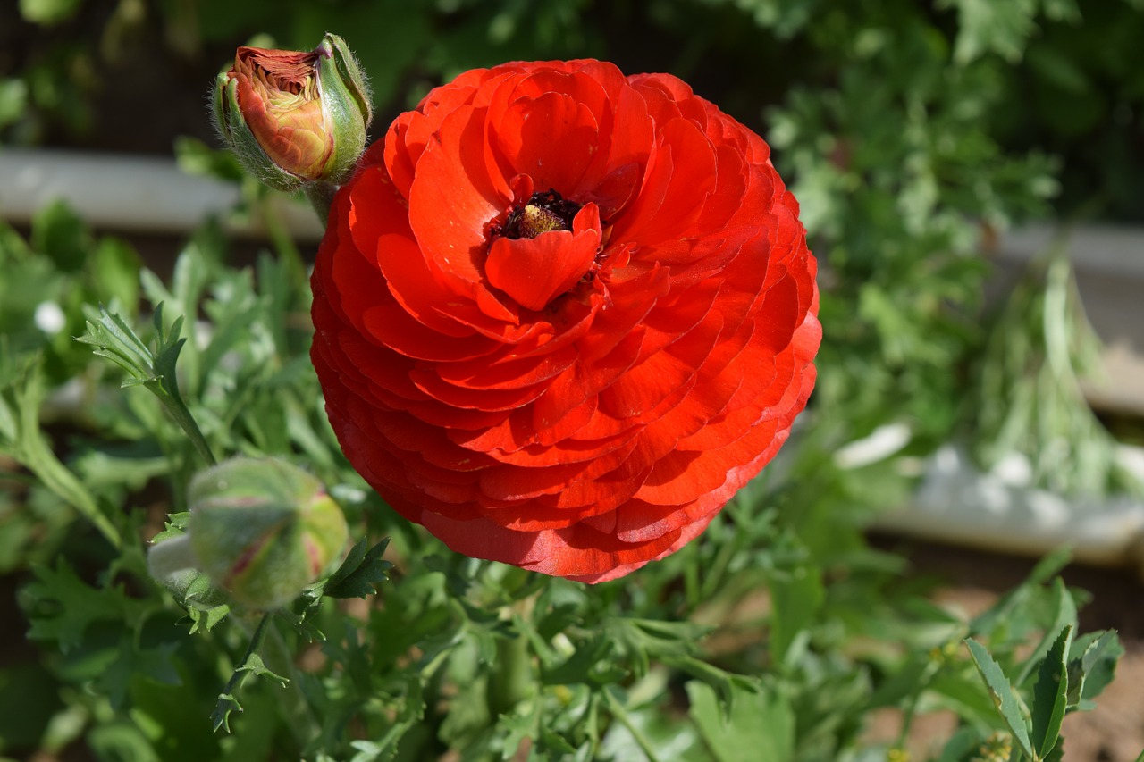 ranunculus flower blossom free photo