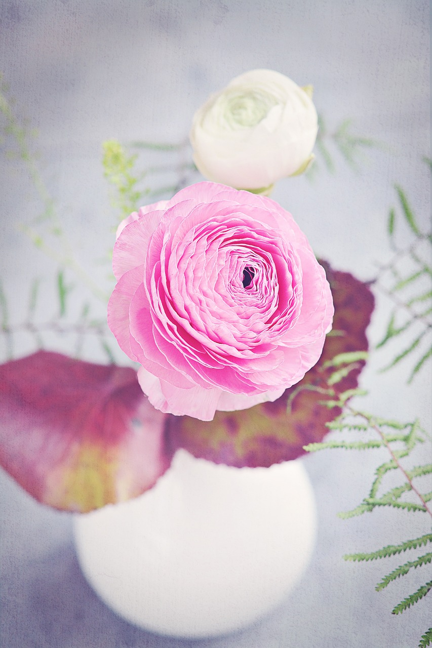 ranunculus flower blossom free photo