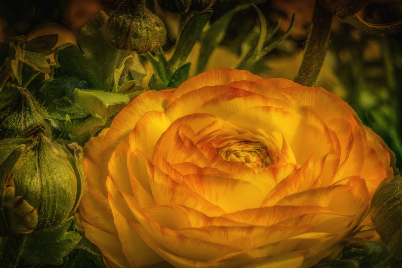 ranunculus buttercup flower free photo