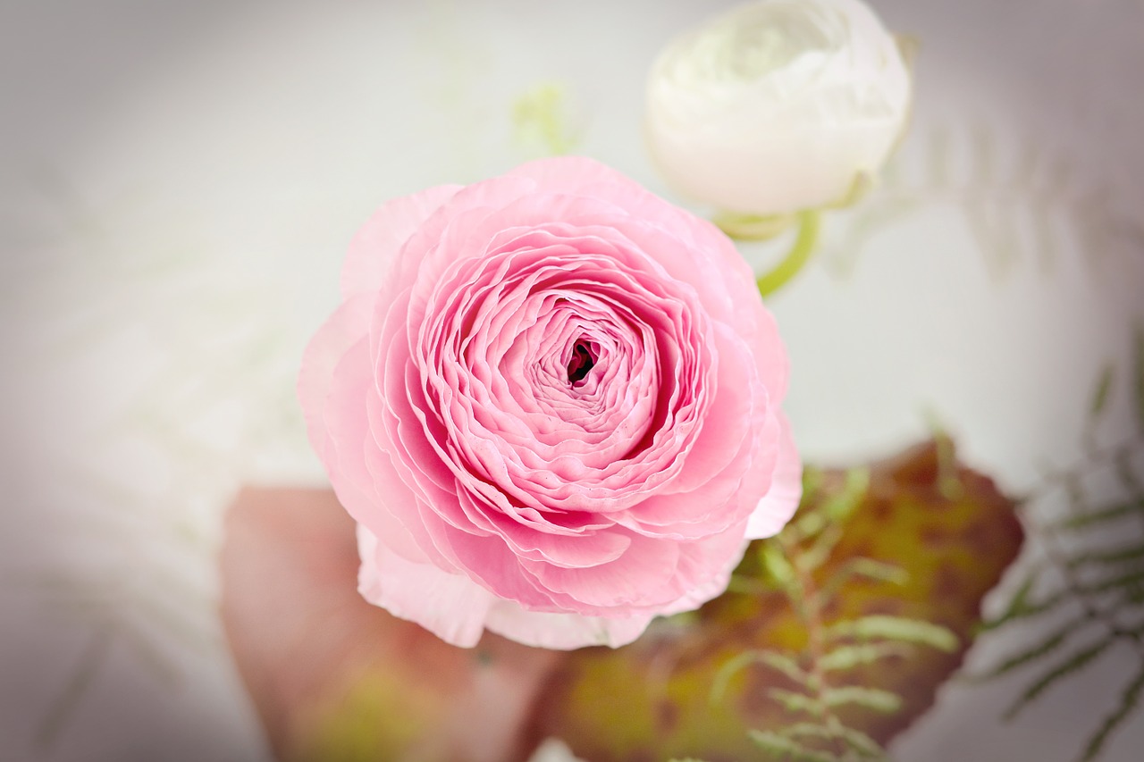 ranunculus flower blossom free photo