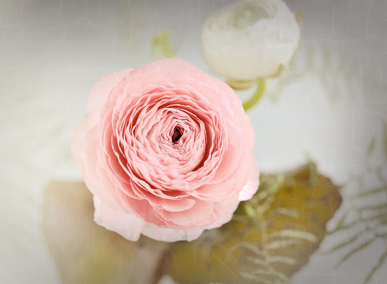 ranunculus flower blossom free photo