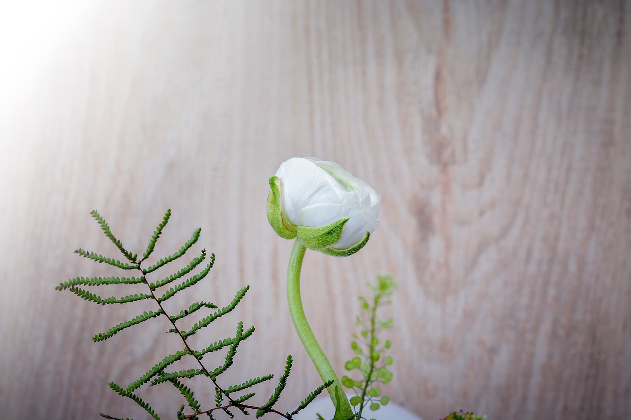 ranunculus flower white free photo