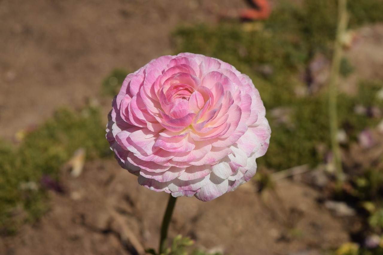 ranunculus pink flower free photo