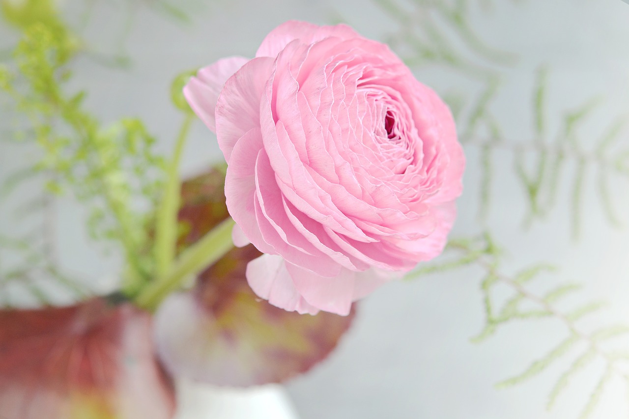 ranunculus flower pink free photo