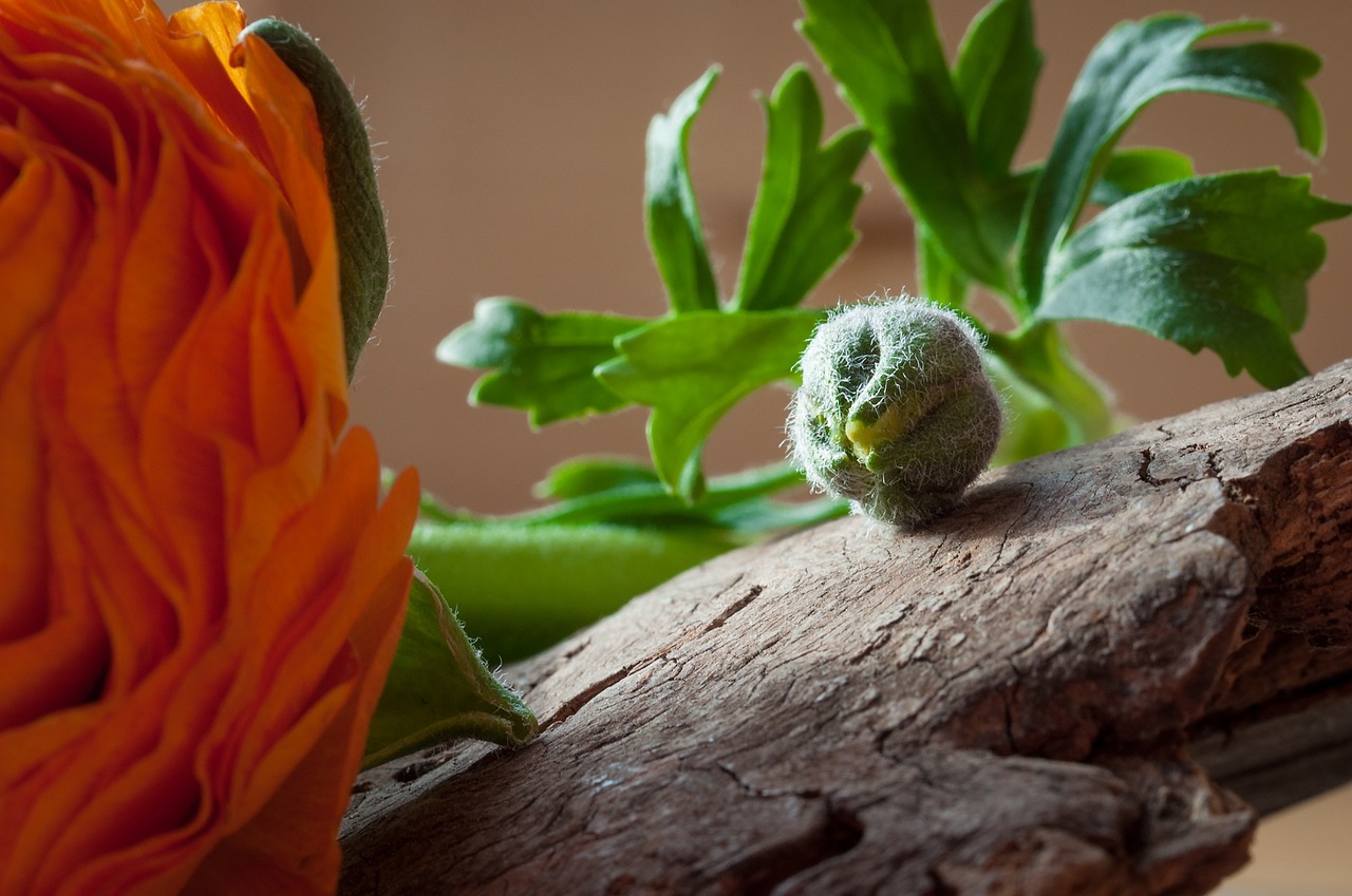 ranunculus flower bud free photo