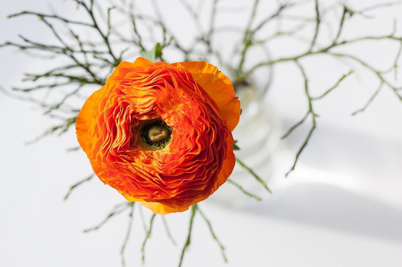 ranunculus flower orange free photo