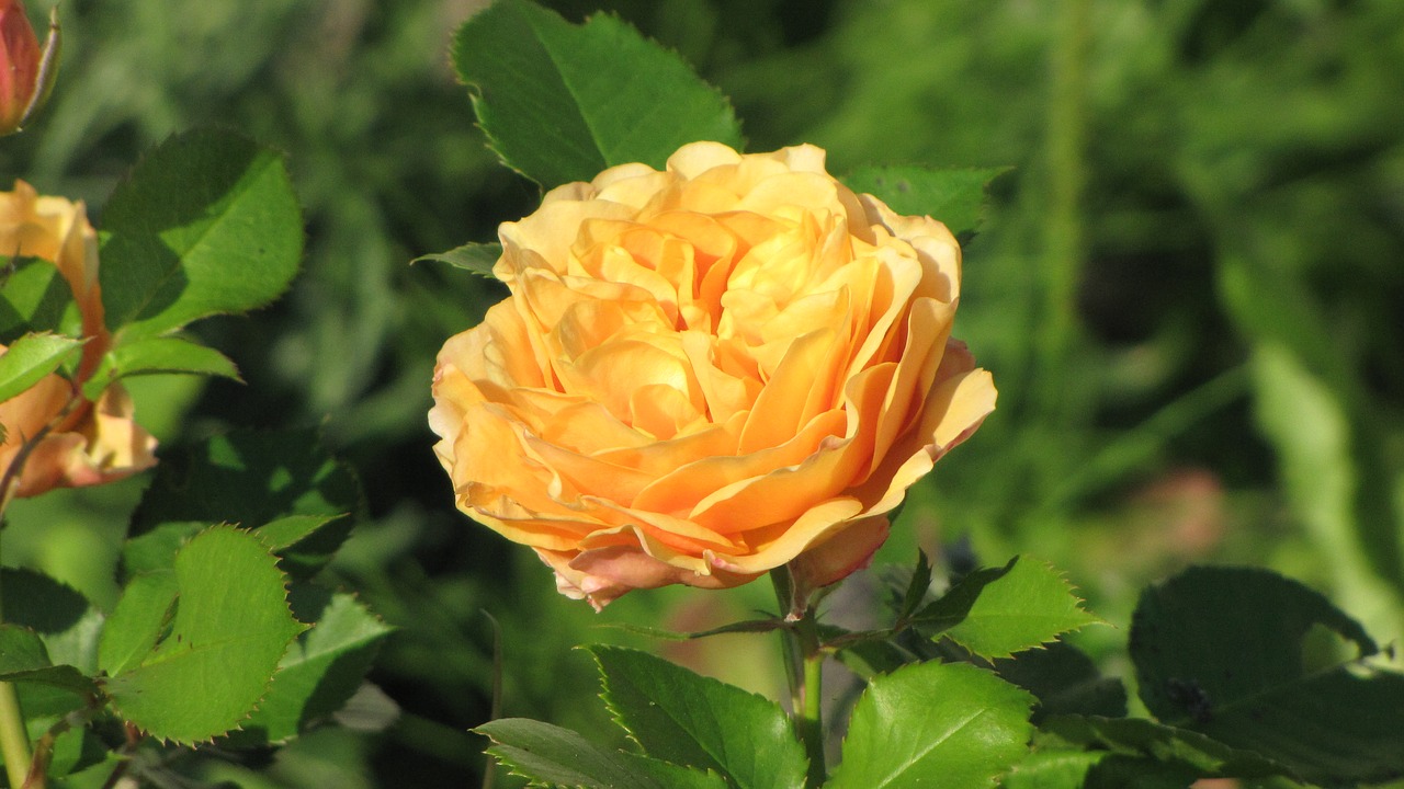 ranunculus flower orange free photo