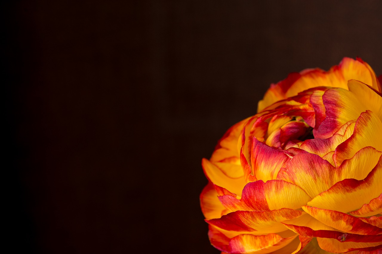 ranunculus flower blossom free photo