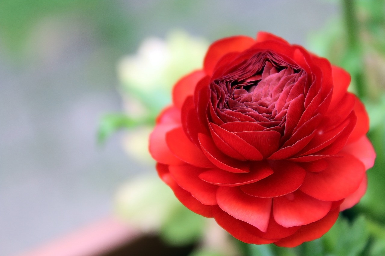 ranunculus blossom bloom free photo