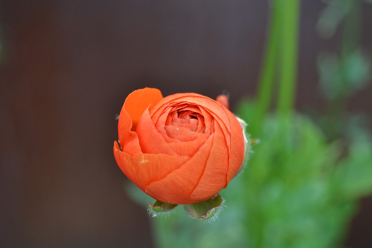 ranunculus orange flower free photo
