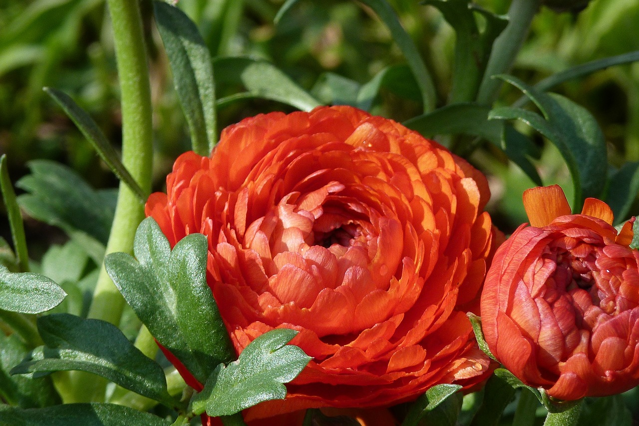 ranunculus flower red free photo