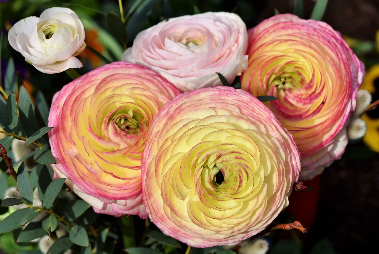 ranunculus ranunculus flower blossom free photo