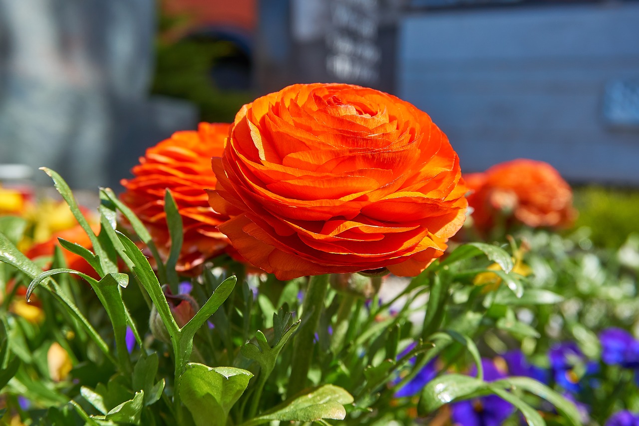 ranunculus  ranunculus asiaticus  buttercup free photo