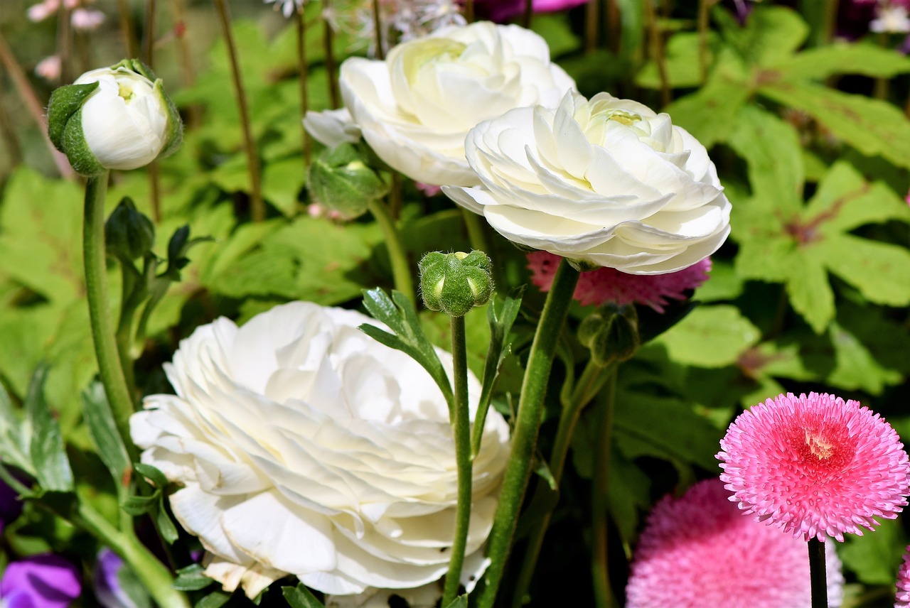 ranunculus  flower  blossom free photo