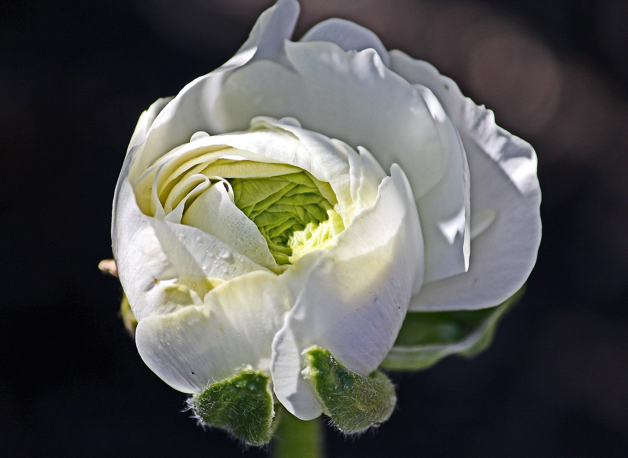 ranunculus  white  bloom free photo
