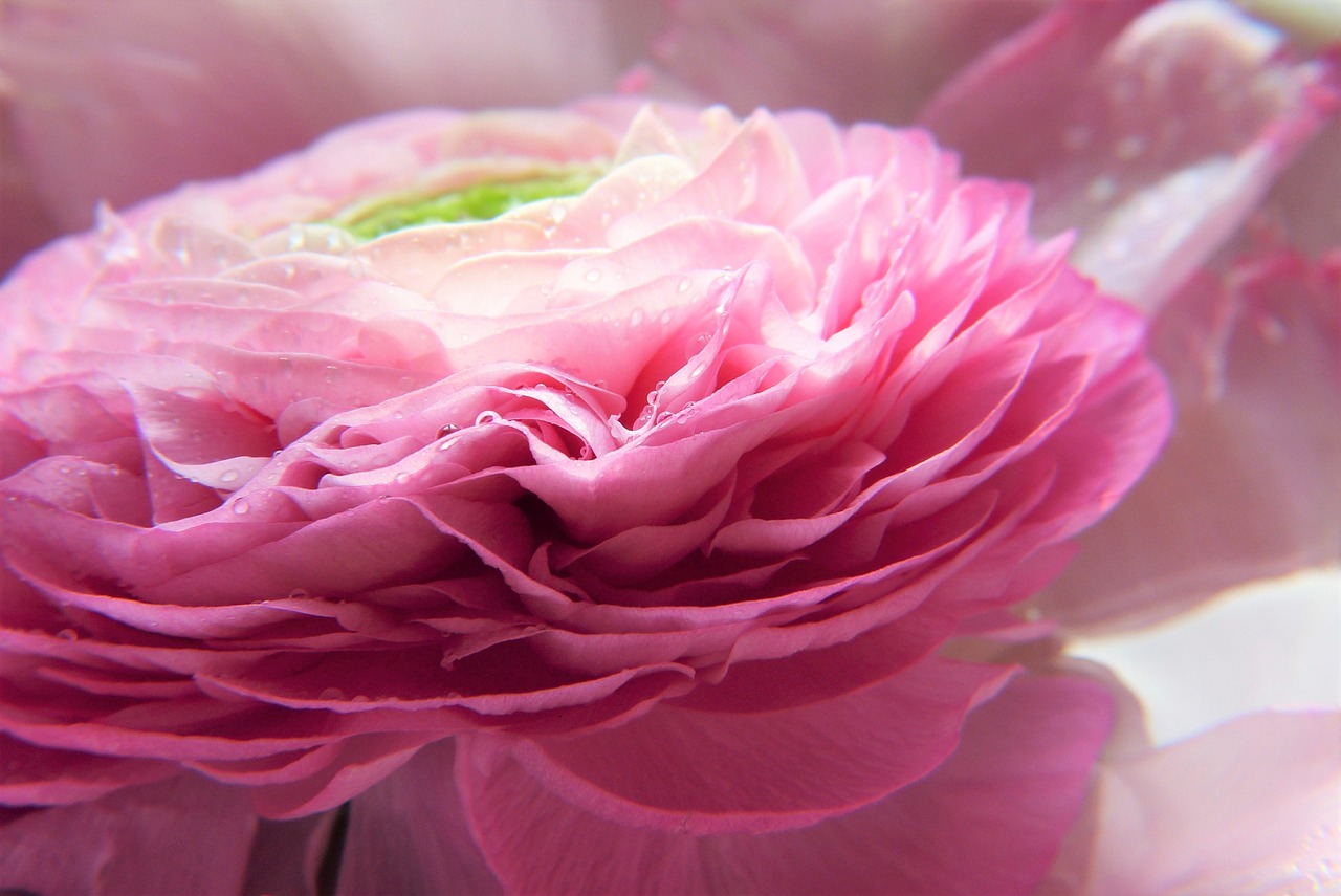 ranunculus  pink  flower free photo