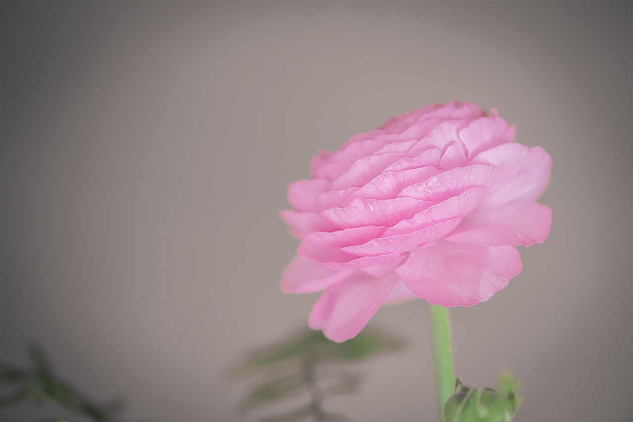 ranunculus  flower  pink free photo