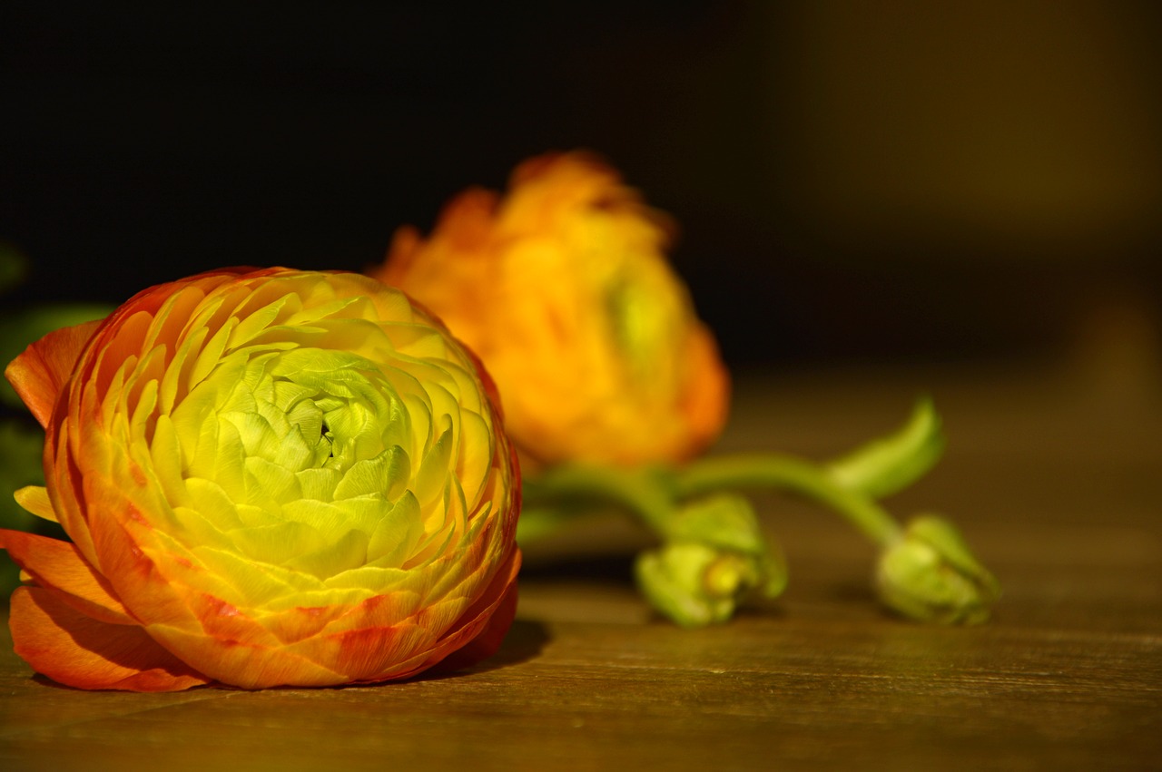 ranunculus  hahnenfußgewächs  blossom free photo