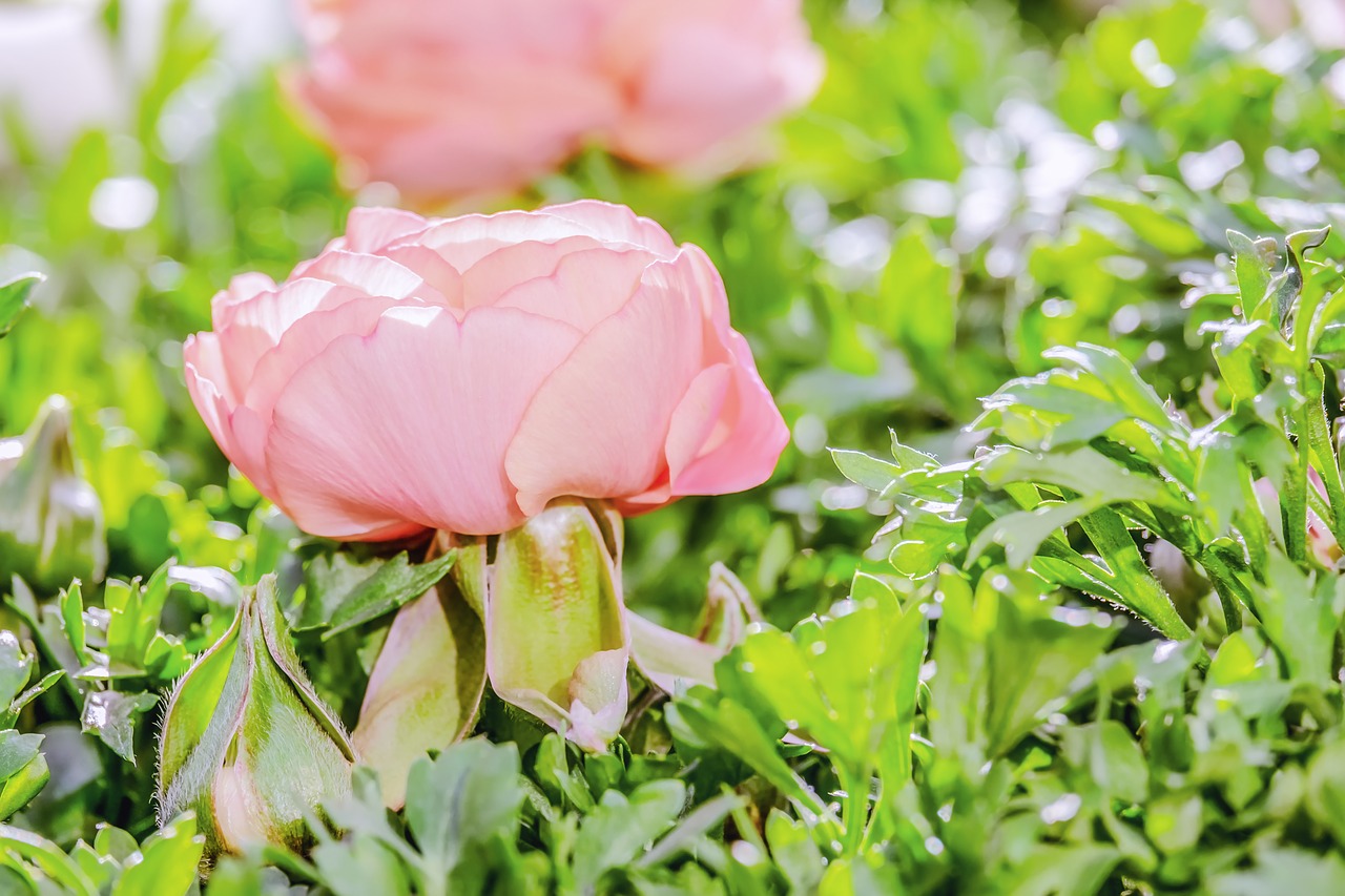 ranunculus  flower  blossom free photo