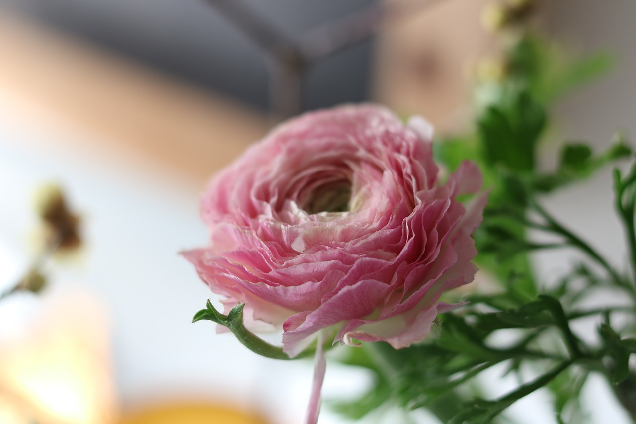 ranunculus  blossom  bloom free photo