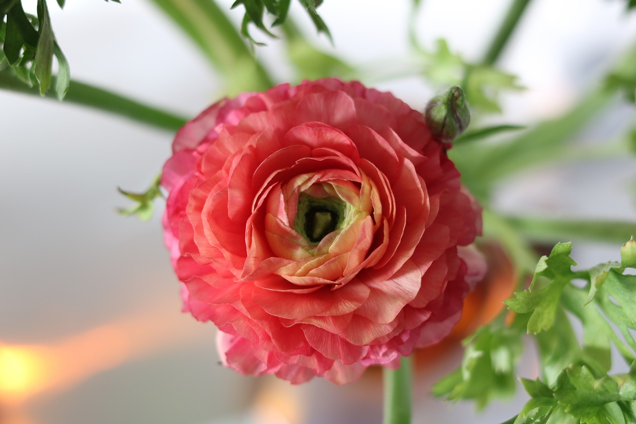 ranunculus  blossom  bloom free photo