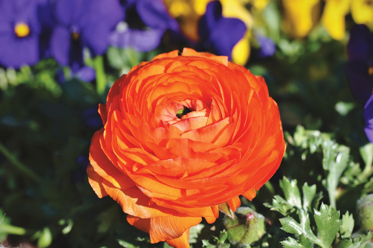 ranunculus  flower  blossom free photo