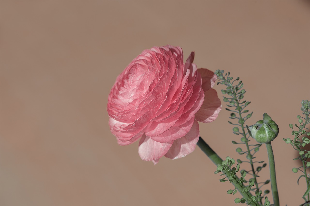 ranunculus  flower  blossom free photo