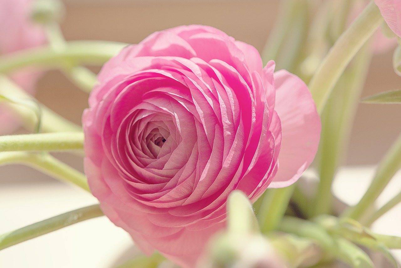 ranunculus  blossom  bloom free photo