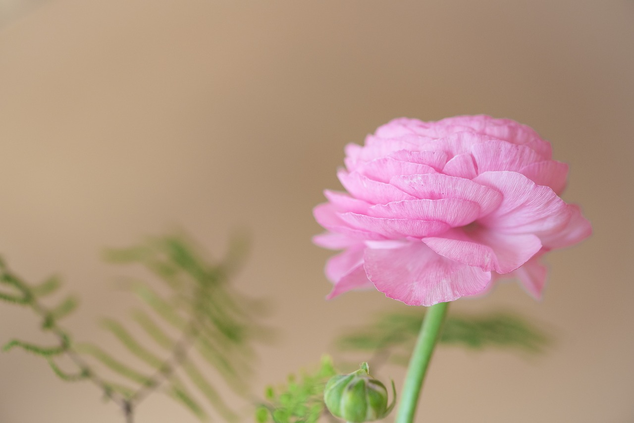 ranunculus  blossom  bloom free photo