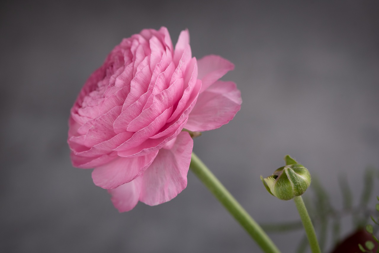 ranunculus  flower  blossom free photo