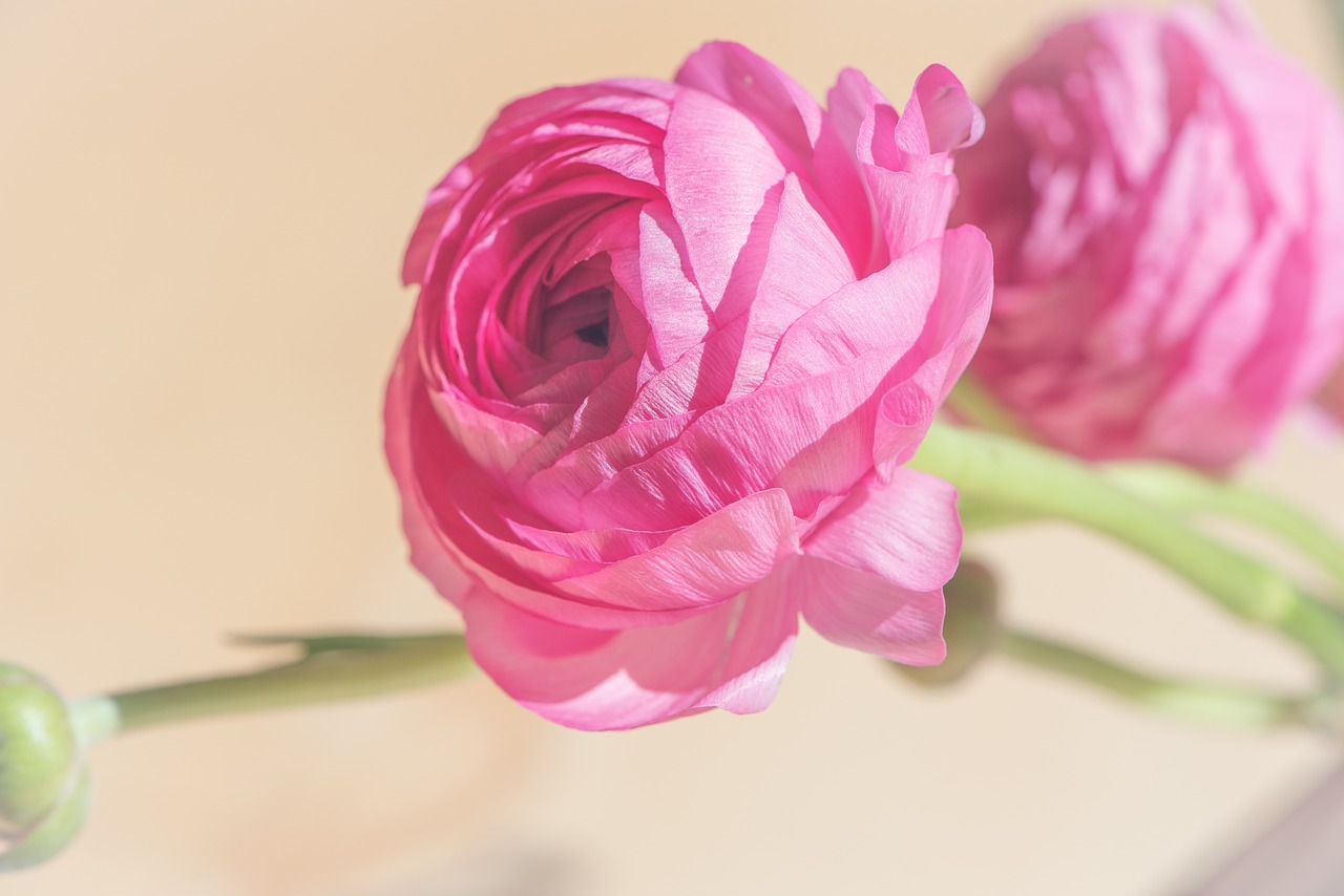 ranunculus  pink  blossom free photo