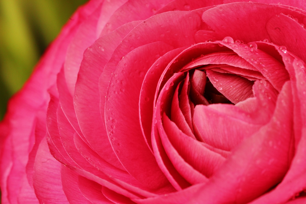 ranunculus  flower  blossom free photo