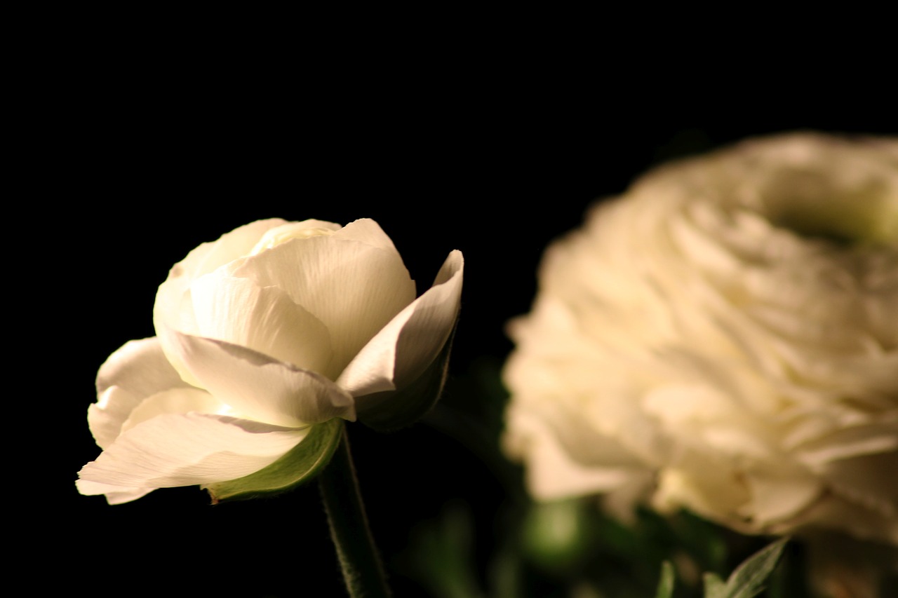 ranunculus  flowers  macro free photo