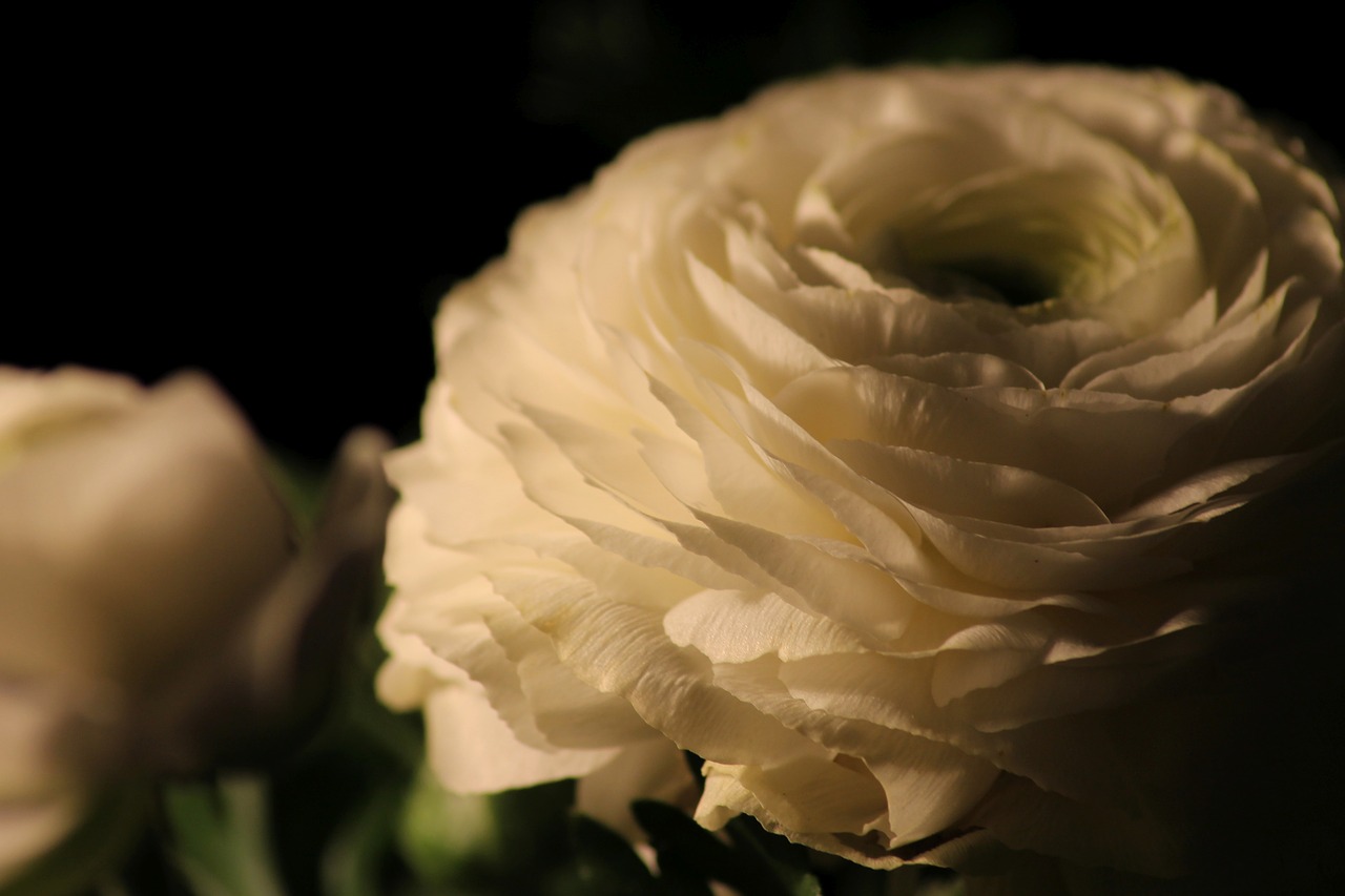 ranunculus  blossom  bloom free photo