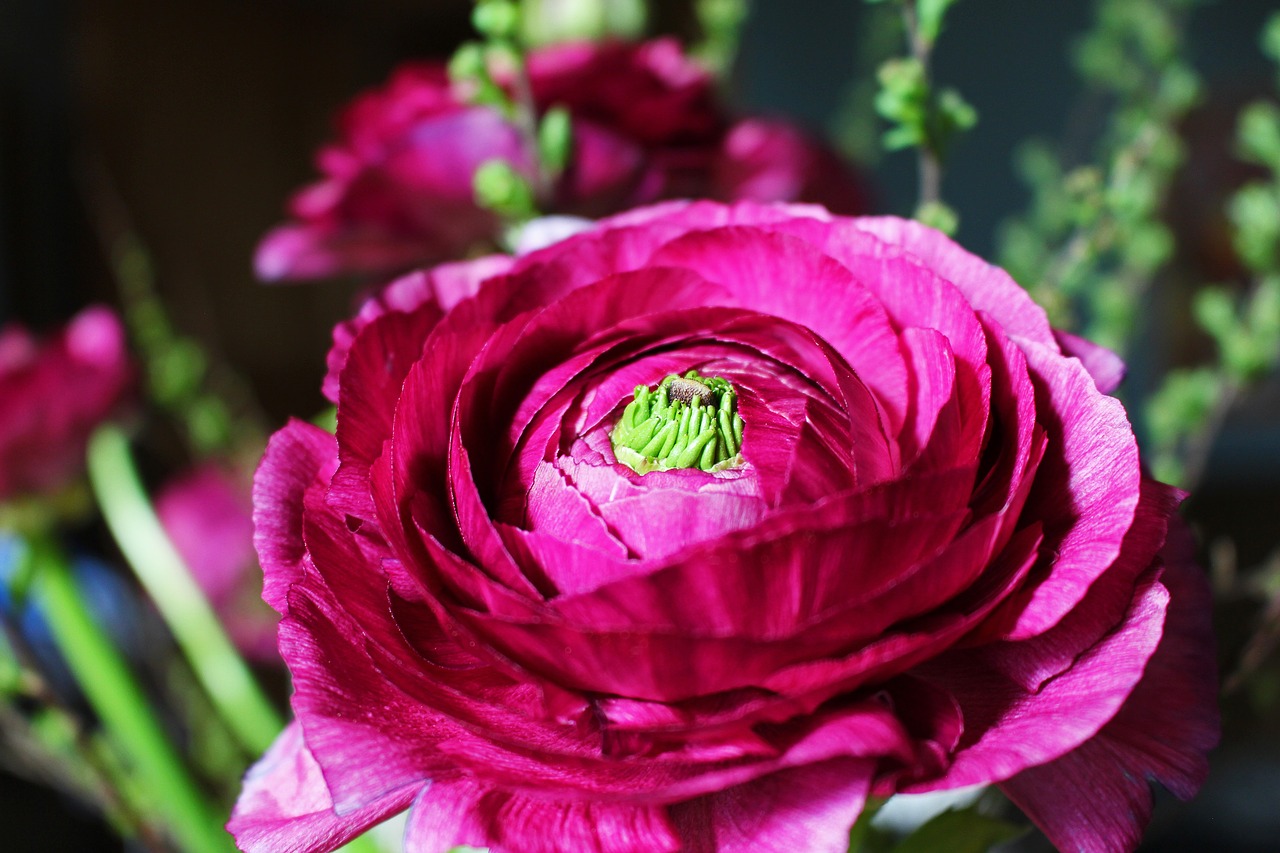 ranunculus  spring flower  flower free photo