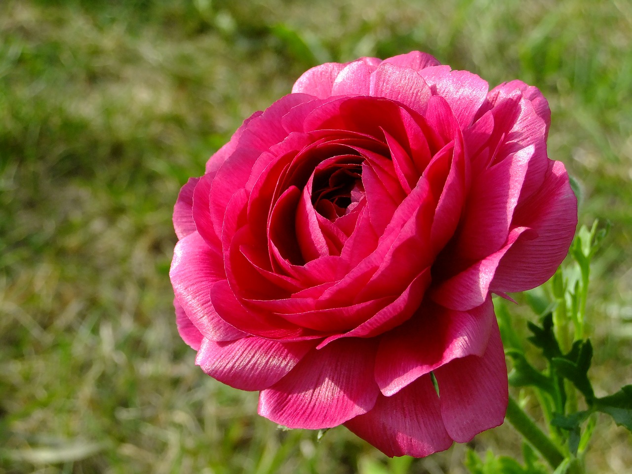 ranunculus  flower  buttercup free photo