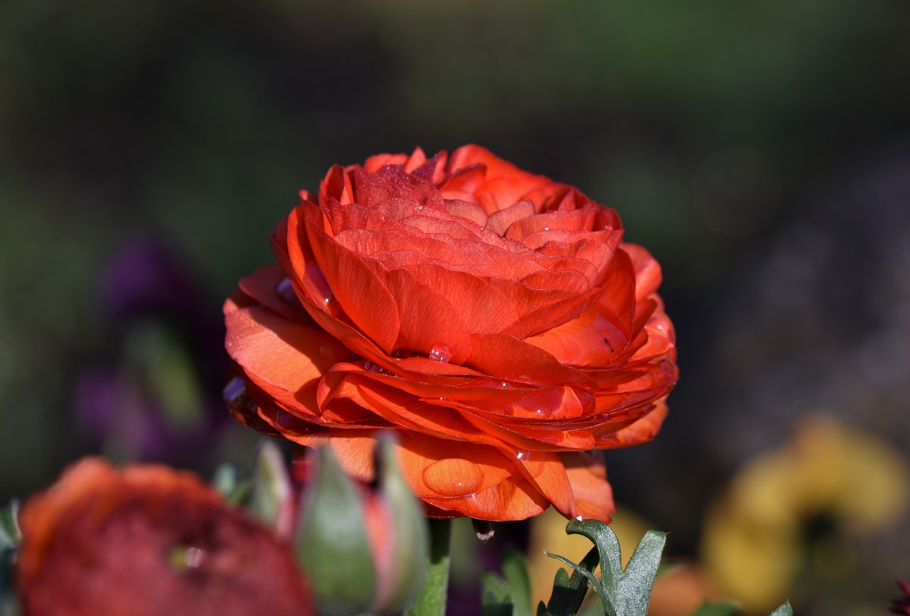 ranunculus  flower  blossom free photo