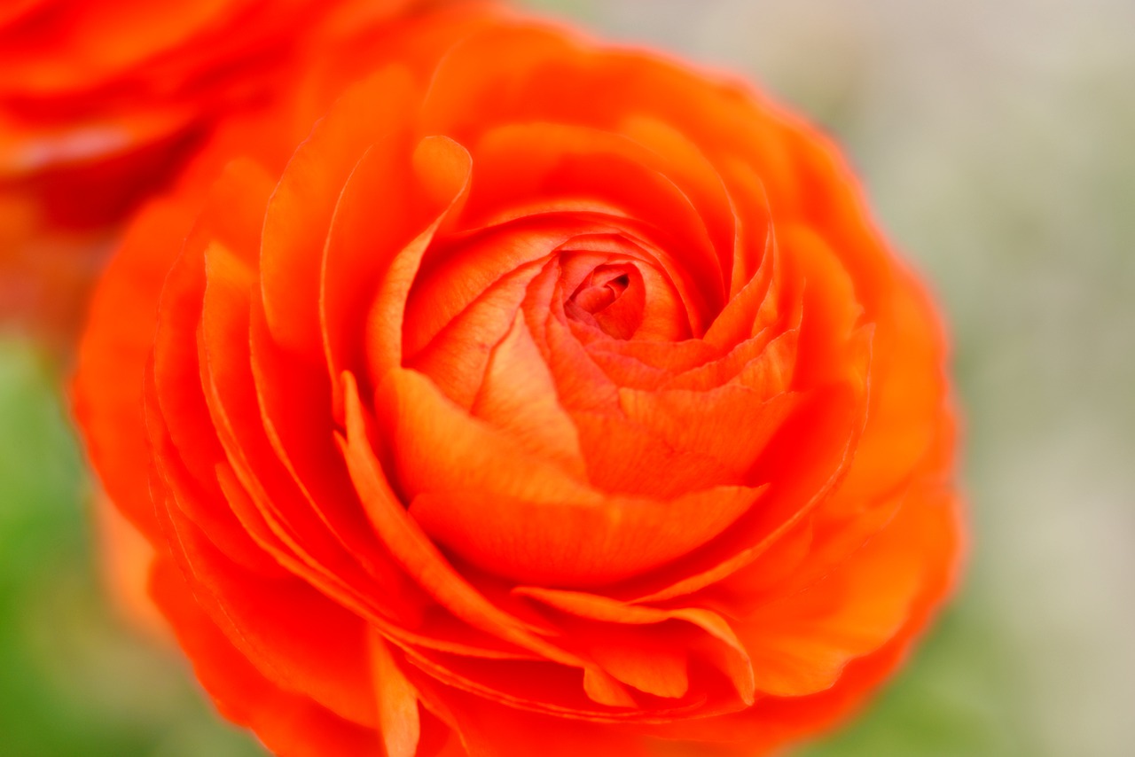 ranunculus  flower  orange free photo