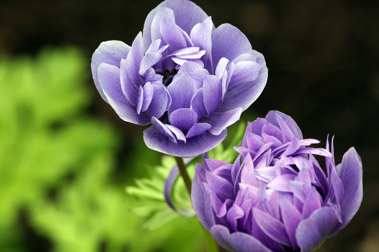 ranunculus flower purple free photo