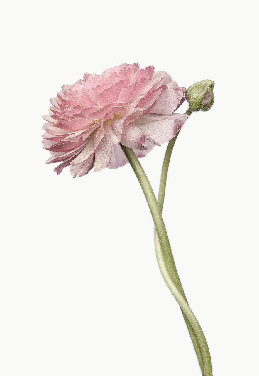 ranunculus blossom bloom free photo