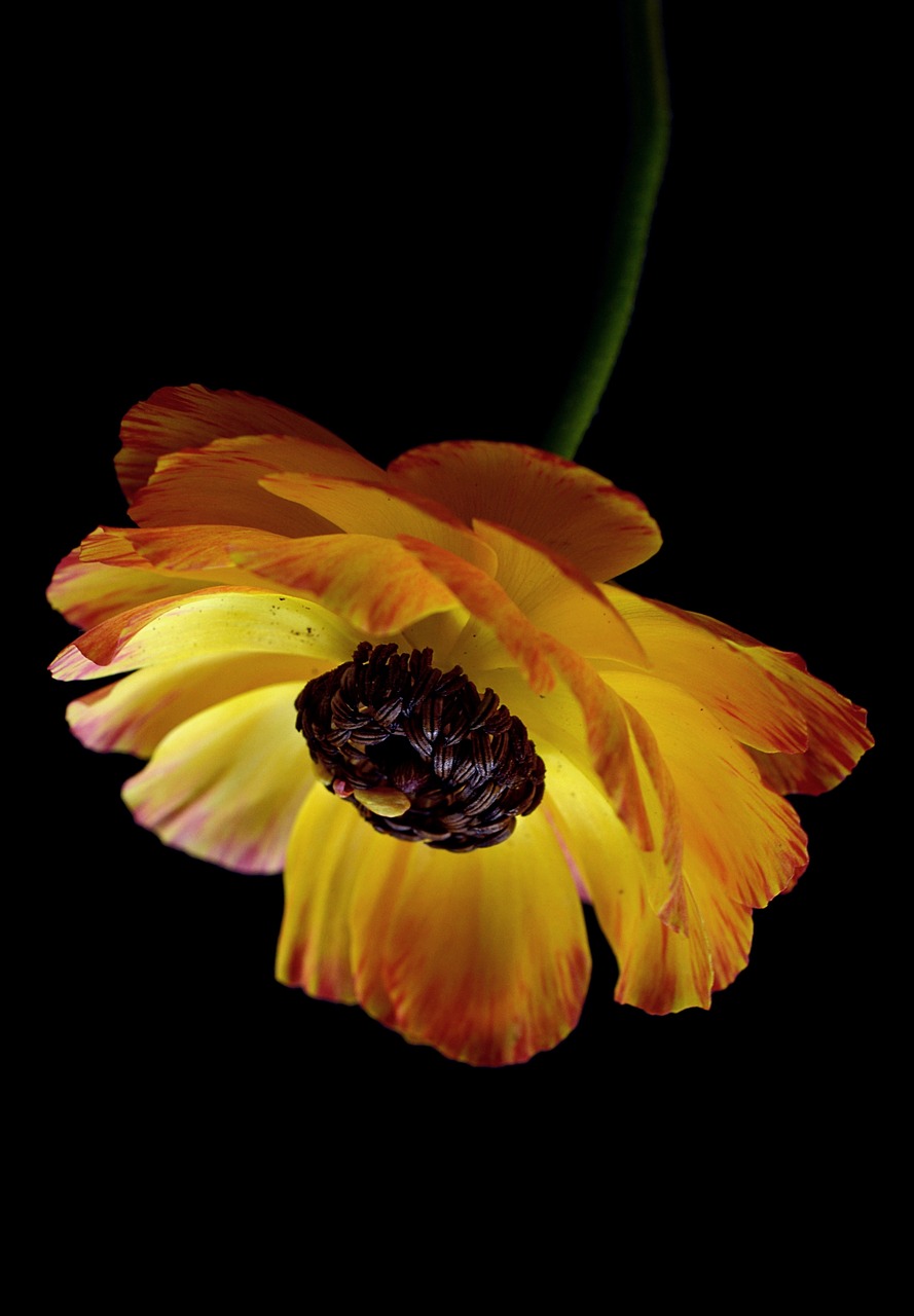 ranunculus yellow orange free photo