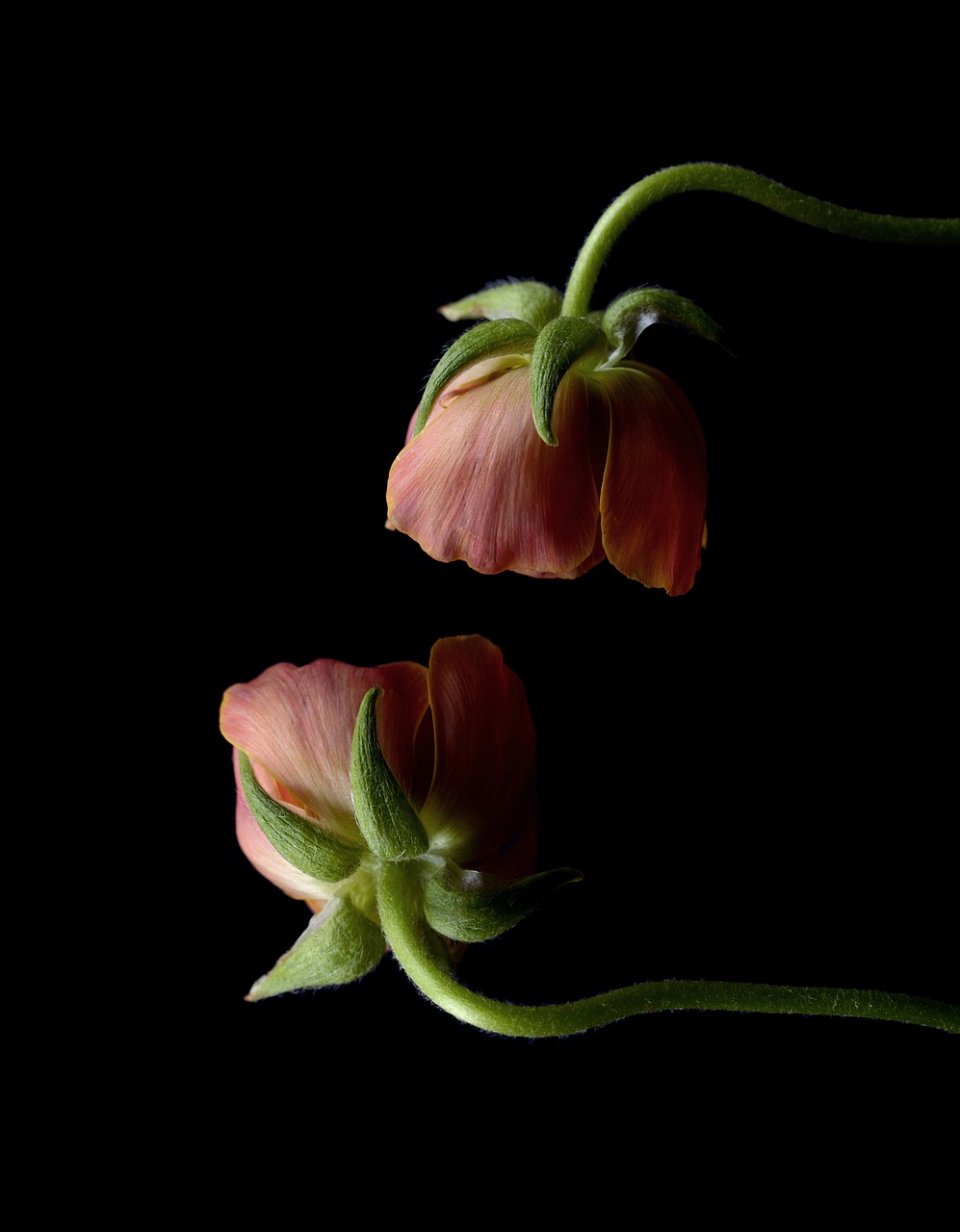 ranunculus pink bright free photo