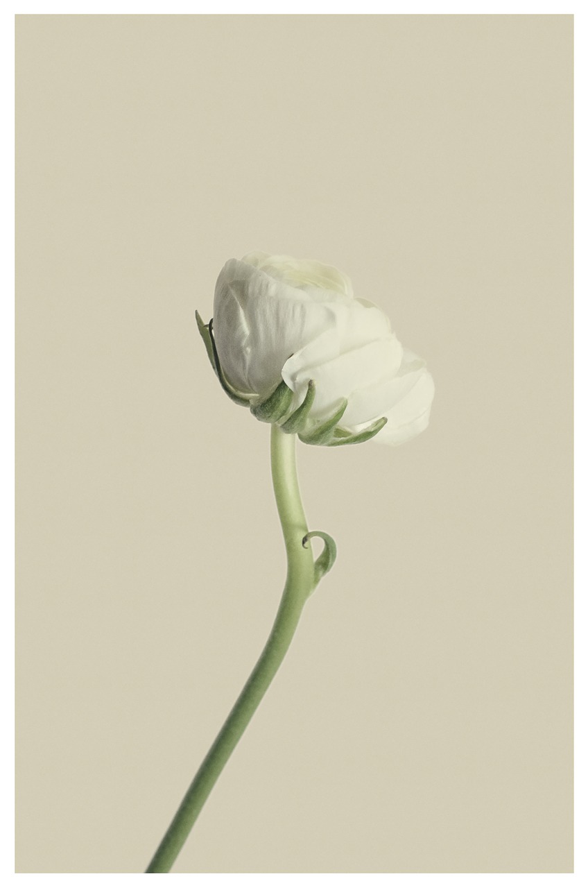 ranunculus white flower free photo