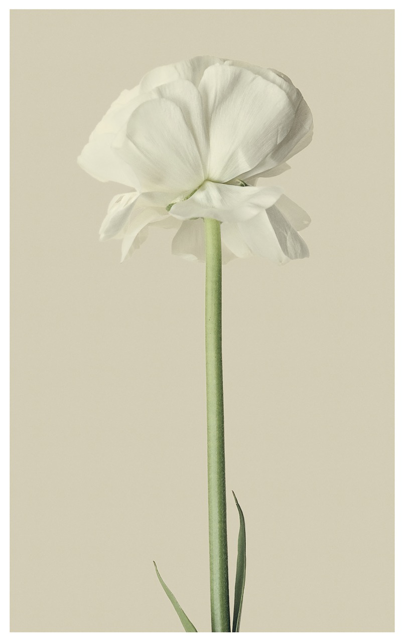 ranunculus white flower free photo