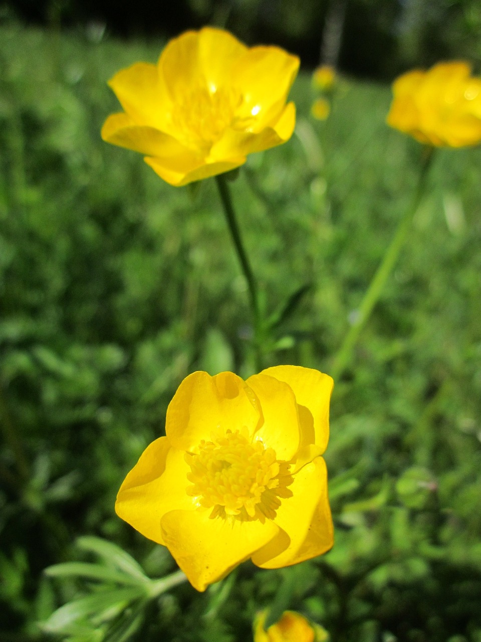ranunculus acris meadow buttercup tall buttercup free photo